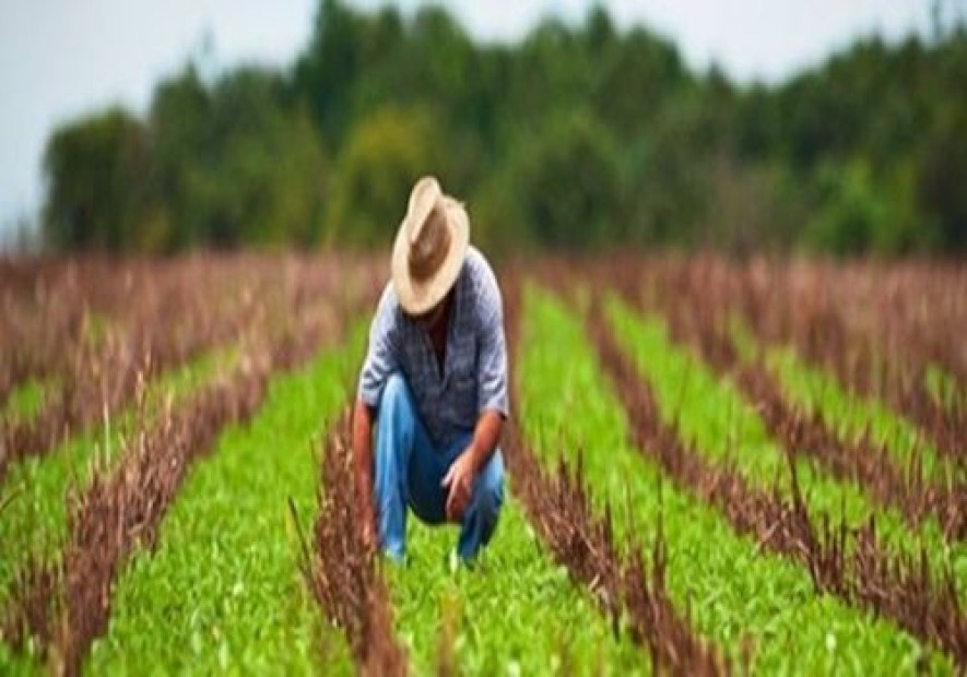 Tempo de serviço do segurado empregado rural antes de 1991 deve ser reconhecido para fins de carência