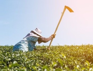 Obrigatoriedade do Funrural ao comprador de produção rural pessoa física